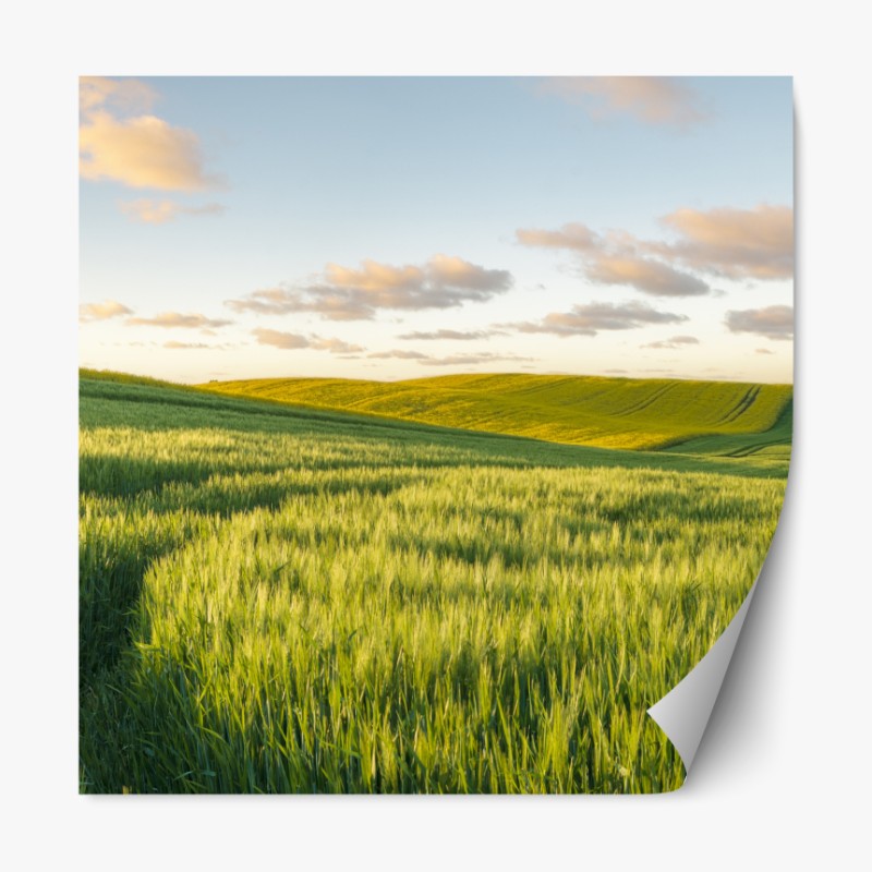 Repositionierbarer Aufkleber weiße calla vor schwarzem hintergrund – Wallnifity®