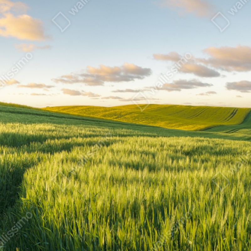 Repositionierbarer Aufkleber ruhige grüne wiesen panorama – Wallnifity® Repositionierbarer Aufkleber ruhige grüne wiesen panorama – Wallnifity®