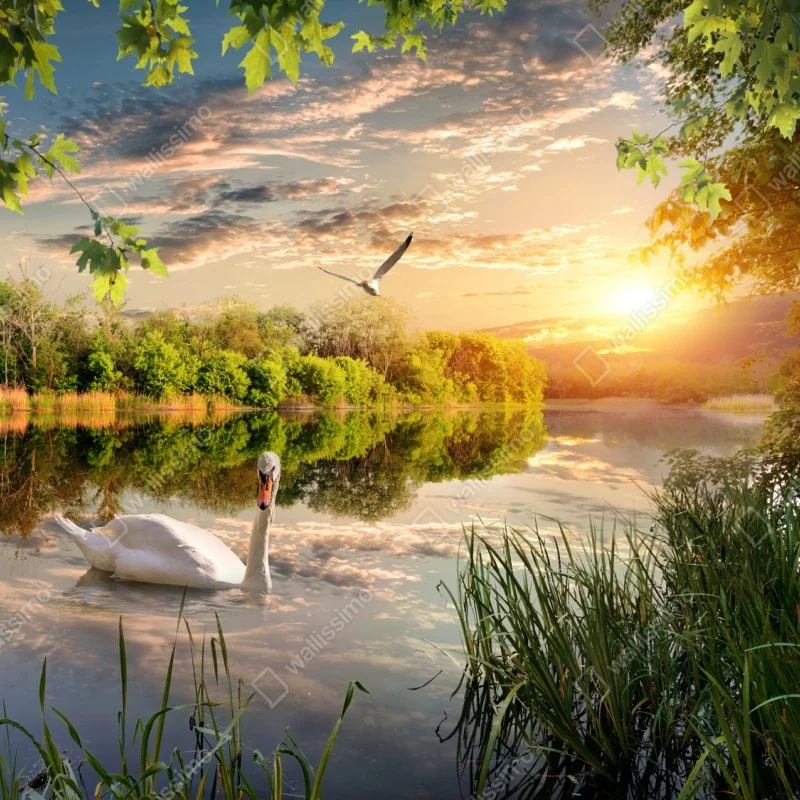 Repositionierbarer Aufkleber sonnenuntergang mit schwan auf stillem see – Wallnifity® Repositionierbarer Aufkleber sonnenuntergang mit schwan auf stillem see – Wallnifity®