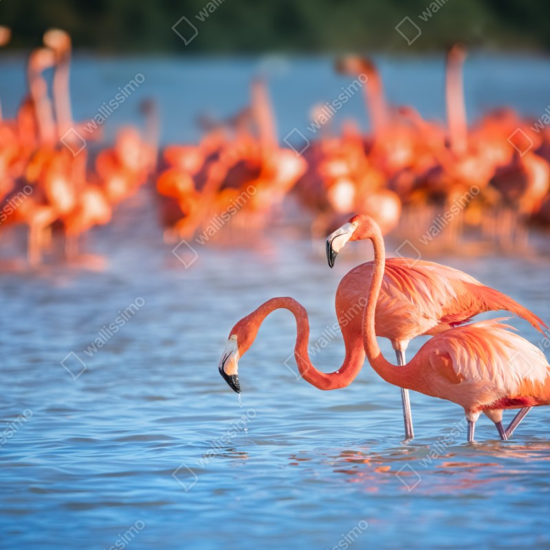 Repositionierbarer Aufkleber anmutige flamingos im flachen wasser – Wallnifity® Repositionierbarer Aufkleber anmutige flamingos im flachen wasser – Wallnifity®
