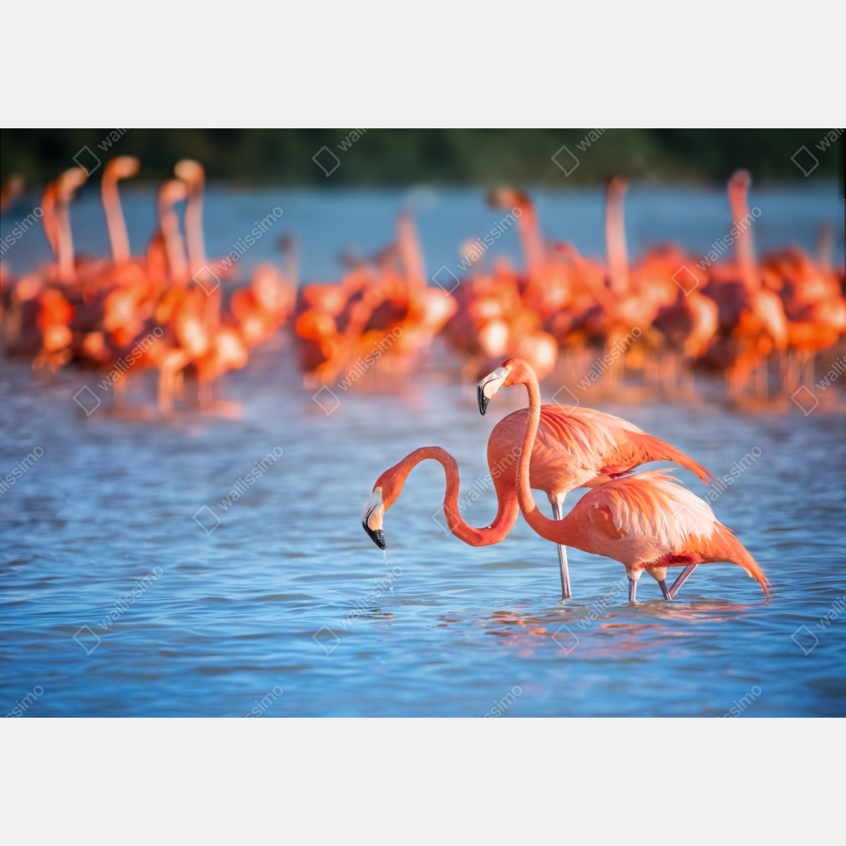 Repositionierbarer Aufkleber anmutige flamingos im flachen wasser – Wallnifity® Repositionierbarer Aufkleber anmutige flamingos im flachen wasser – Wallnifity®
