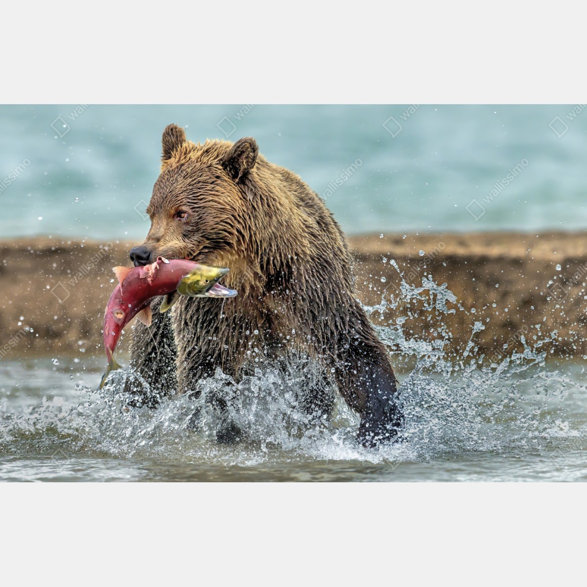 Repositionierbarer Aufkleber braunbär fängt lachs im fluss – Wallnifity® Repositionierbarer Aufkleber braunbär fängt lachs im fluss – Wallnifity®