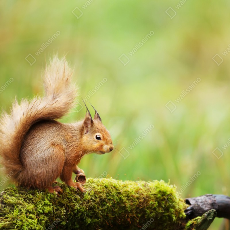 Repositionierbarer Aufkleber rotes eichhörnchen auf moosigem stamm – Wallnifity® Repositionierbarer Aufkleber rotes eichhörnchen auf moosigem stamm – Wallnifity®