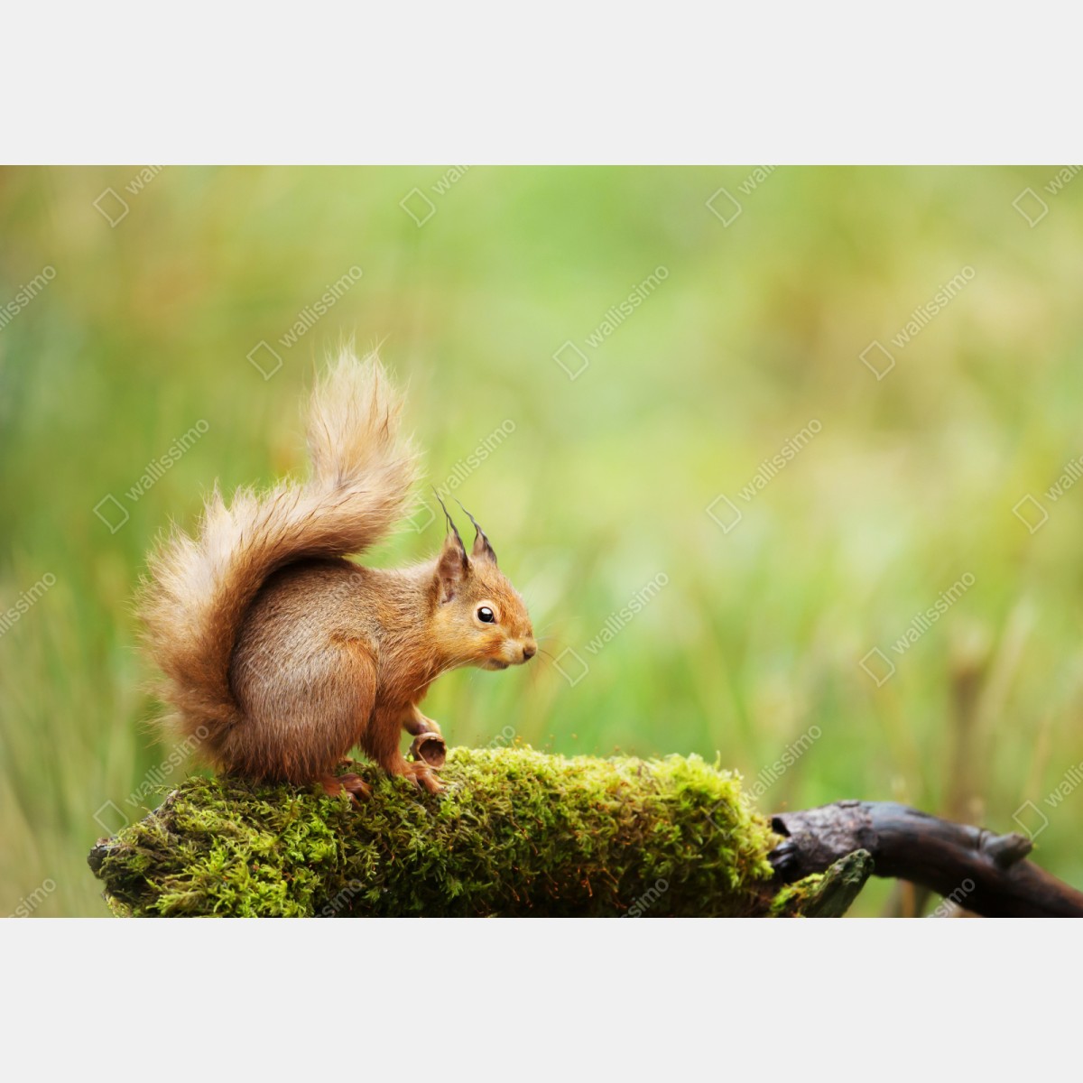 Repositionierbarer Aufkleber rotes eichhörnchen auf moosigem stamm – Wallnifity® Repositionierbarer Aufkleber rotes eichhörnchen auf moosigem stamm – Wallnifity®