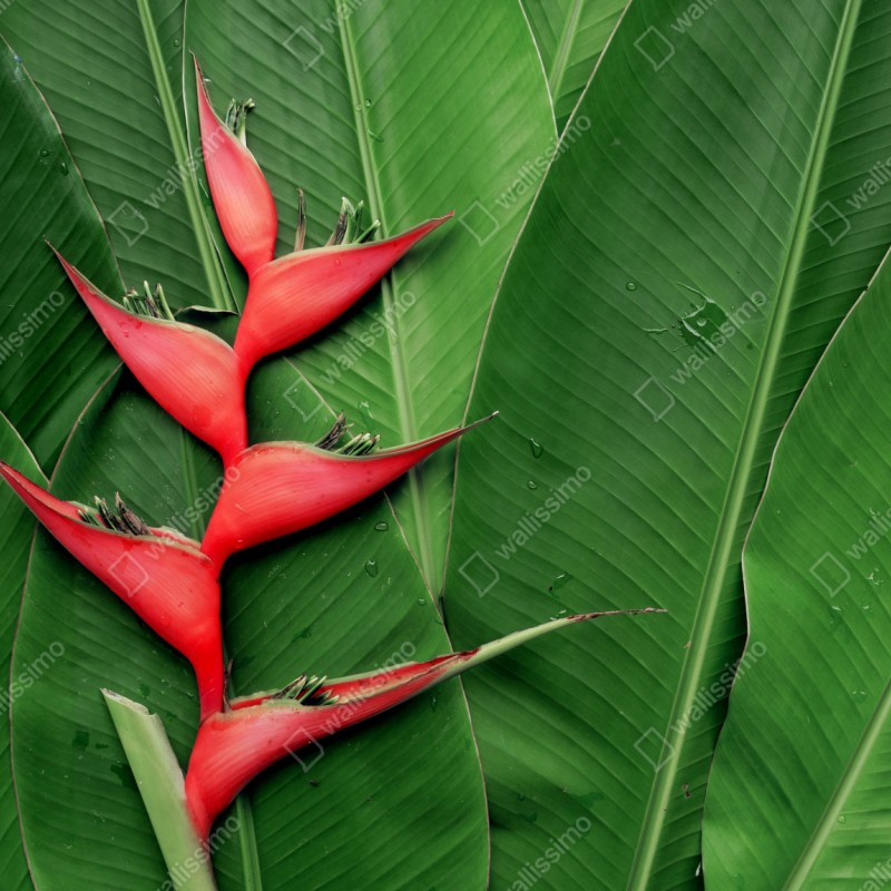Repositionierbarer Aufkleber leuchtende heliconia auf tropischen blättern – Wallnifity® Repositionierbarer Aufkleber leuchtende heliconia auf tropischen blättern – Wallnifity®