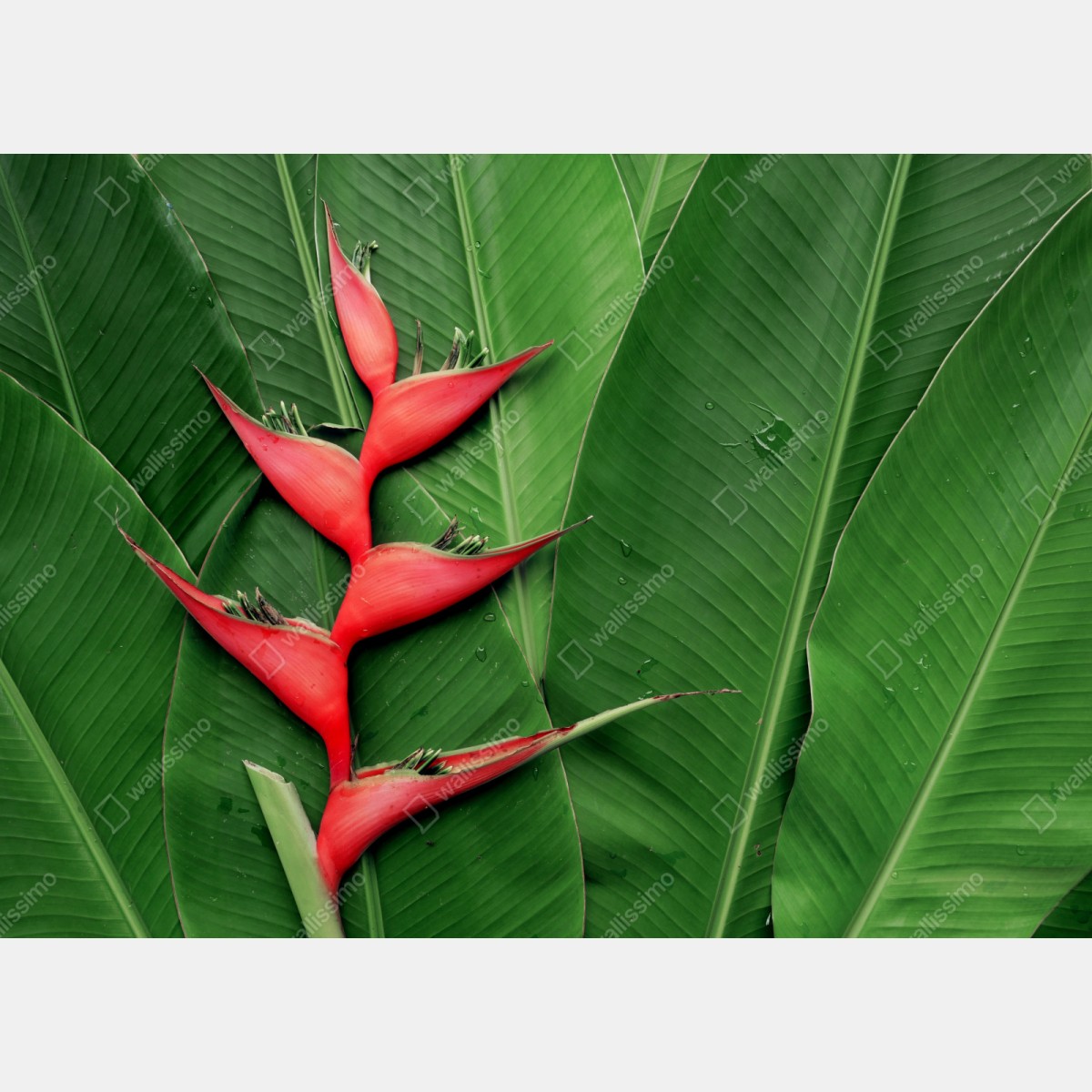 Repositionierbarer Aufkleber leuchtende heliconia auf tropischen blättern – Wallnifity® Repositionierbarer Aufkleber leuchtende heliconia auf tropischen blättern – Wallnifity®