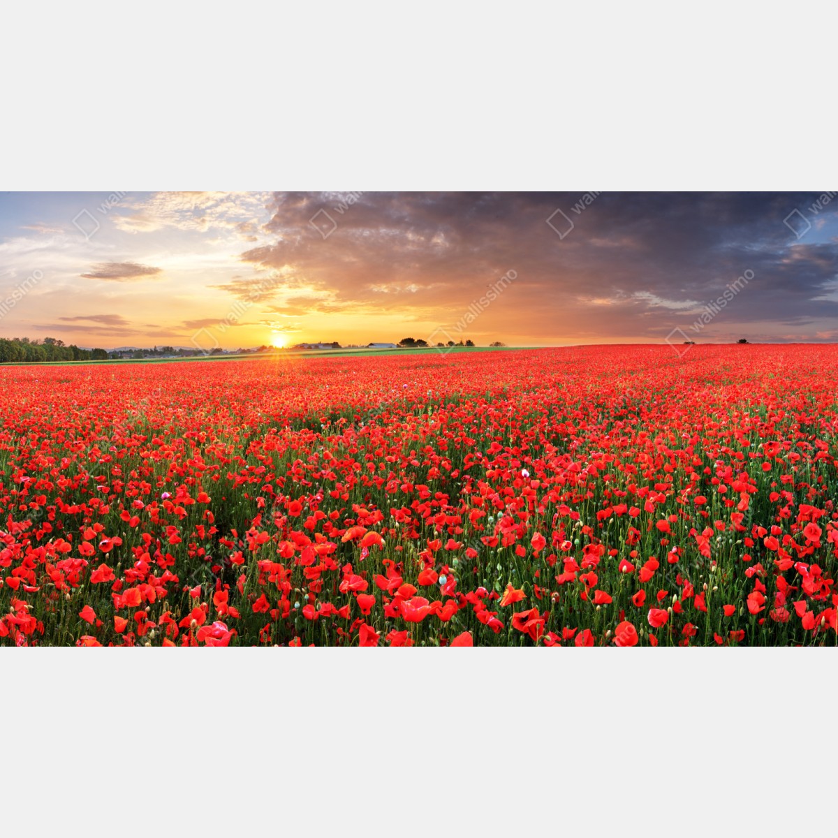 Repositionierbarer Aufkleber mohnfeld im sonnenuntergang – Wallnifity® Repositionierbarer Aufkleber mohnfeld im sonnenuntergang – Wallnifity®