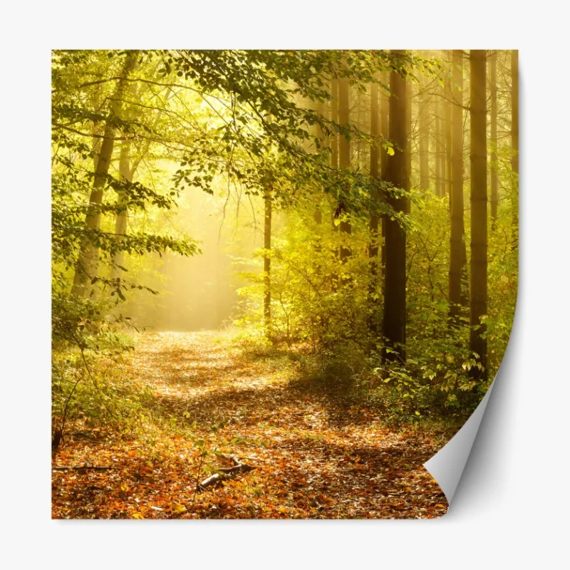 Repositionierbarer Aufkleber sonnenbeschienener waldweg im herbst