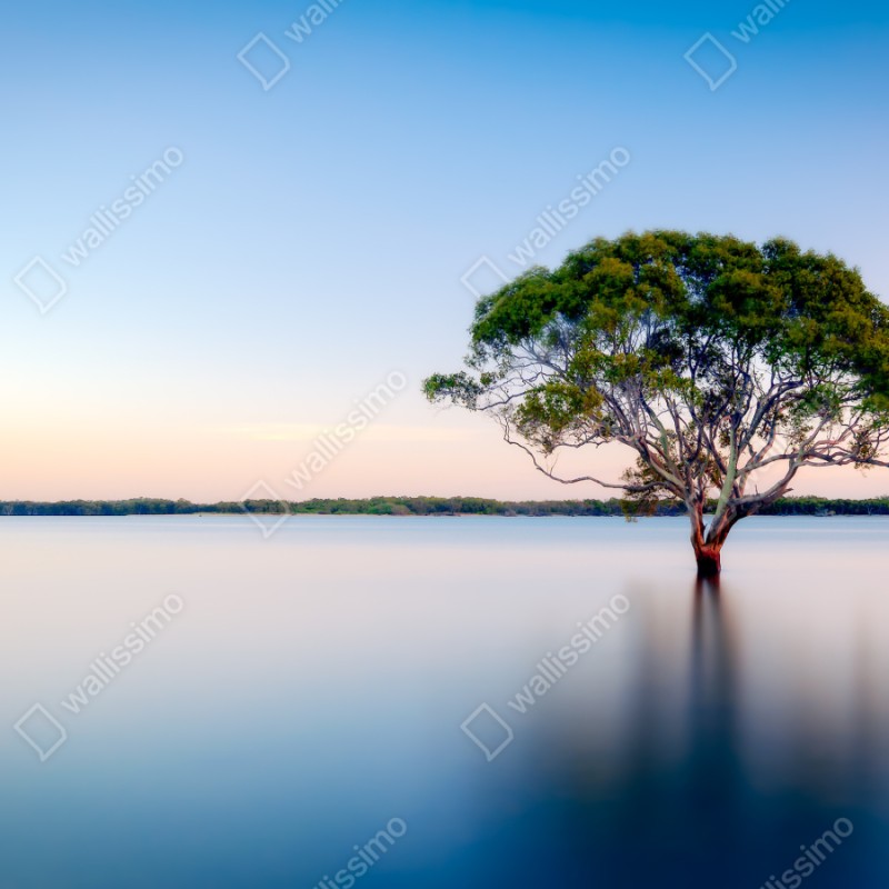 Repositionierbarer Aufkleber einsamer baum am stillen see – Wallnifity® Repositionierbarer Aufkleber einsamer baum am stillen see – Wallnifity®