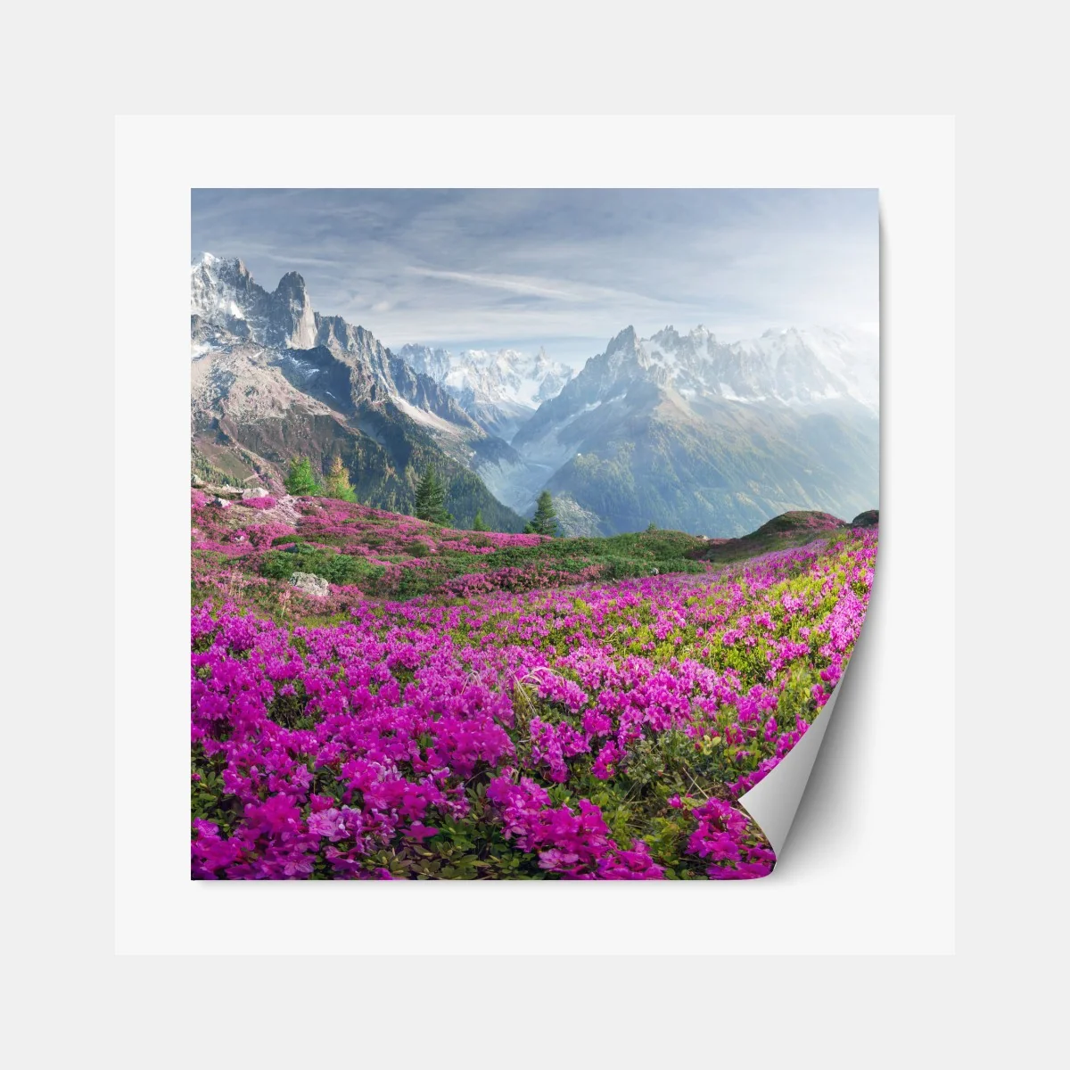 Repositionierbarer Aufkleber alpine rhododendronwiese bei Mont Blanc – Wallnifity® Repositionierbarer Aufkleber alpine rhododendronwiese bei Mont Blanc – Wallnifity®
