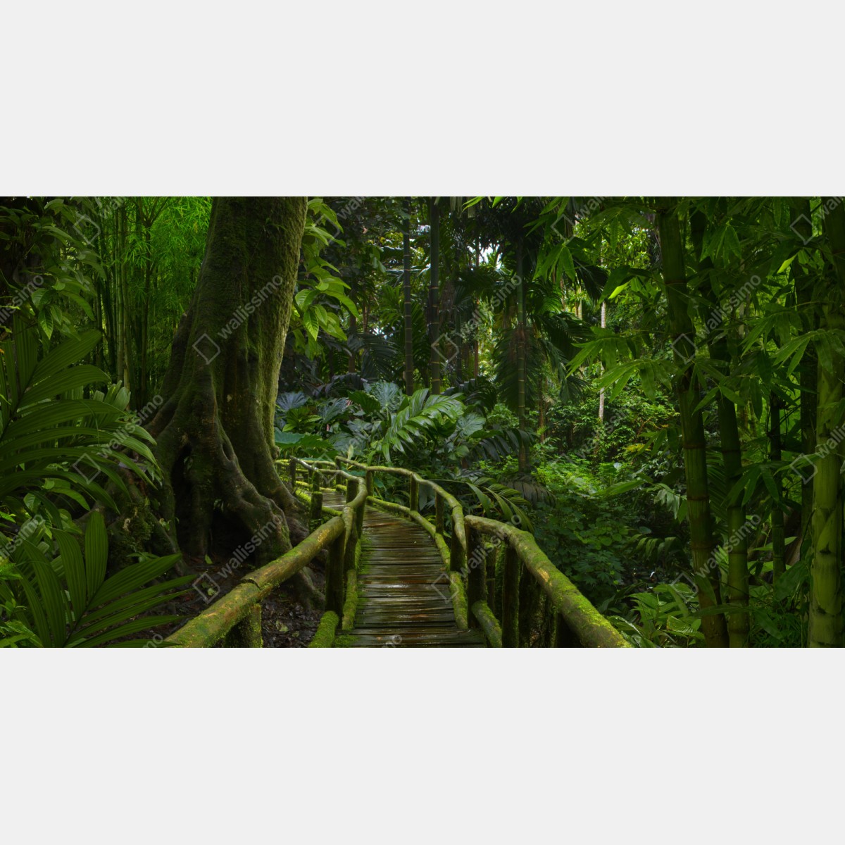Repositionierbarer Aufkleber ruhiger dschungelsteg durch üppigen regenwald – Wallnifity® Repositionierbarer Aufkleber ruhiger dschungelsteg durch üppigen regenwald – Wallnifity®