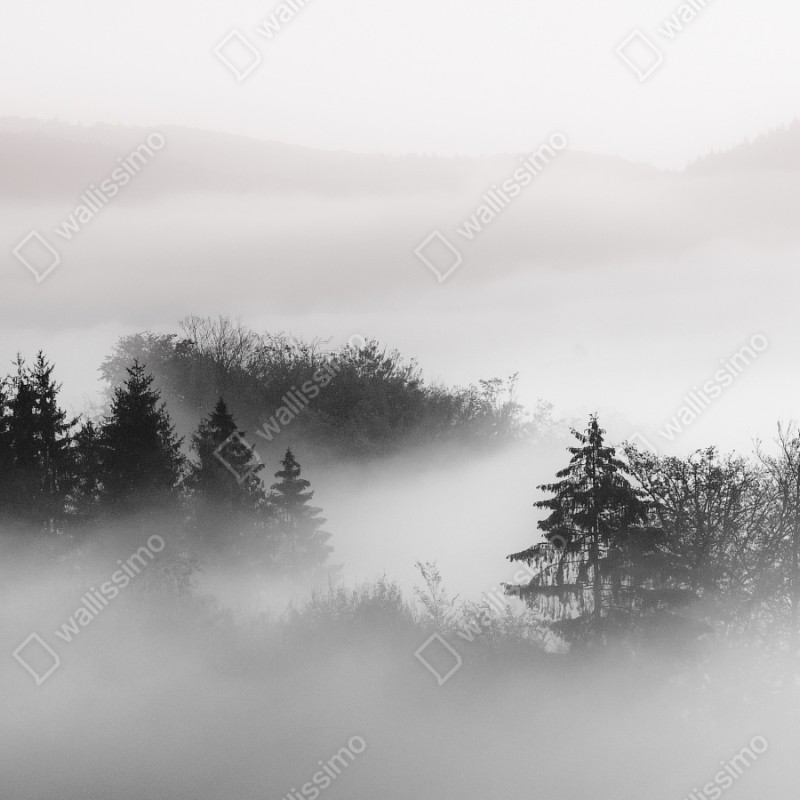 Repositionierbarer Aufkleber nebliger wald in grautönen – Wallnifity® Repositionierbarer Aufkleber nebliger wald in grautönen – Wallnifity®