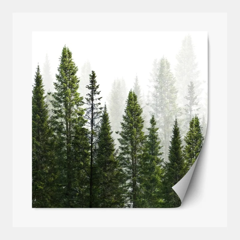 Repositionierbarer Aufkleber nebliger tannenwald