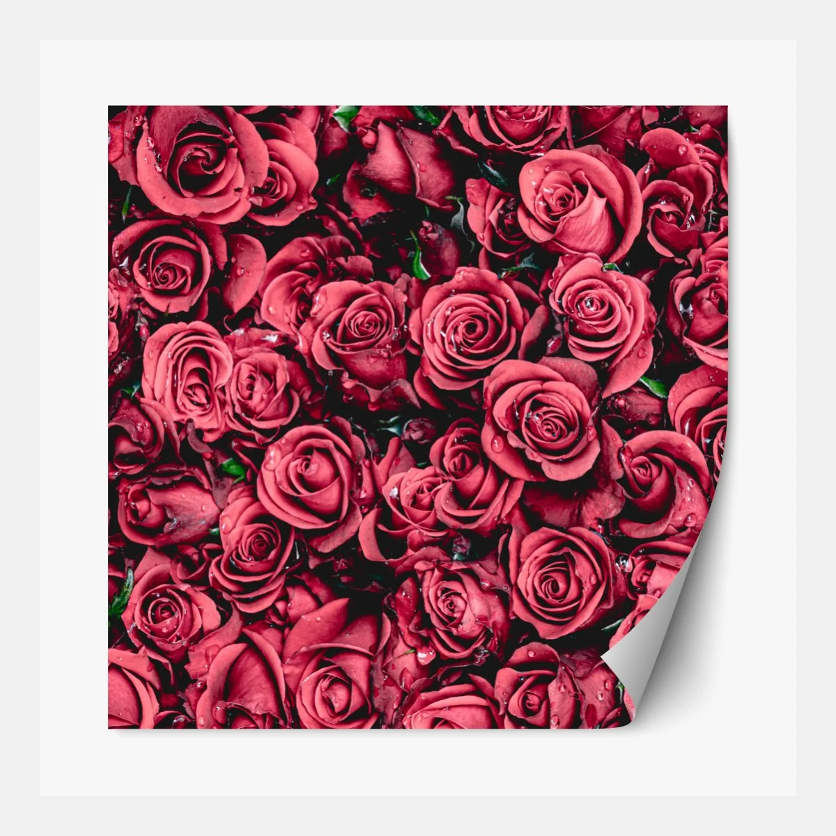 Repositionierbarer Aufkleber pralle rote rosen wandbild – Wallnifity® Repositionierbarer Aufkleber pralle rote rosen wandbild – Wallnifity®
