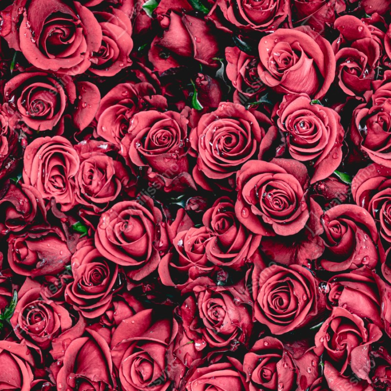 Repositionierbarer Aufkleber pralle rote rosen wandbild – Wallnifity® Repositionierbarer Aufkleber pralle rote rosen wandbild – Wallnifity®