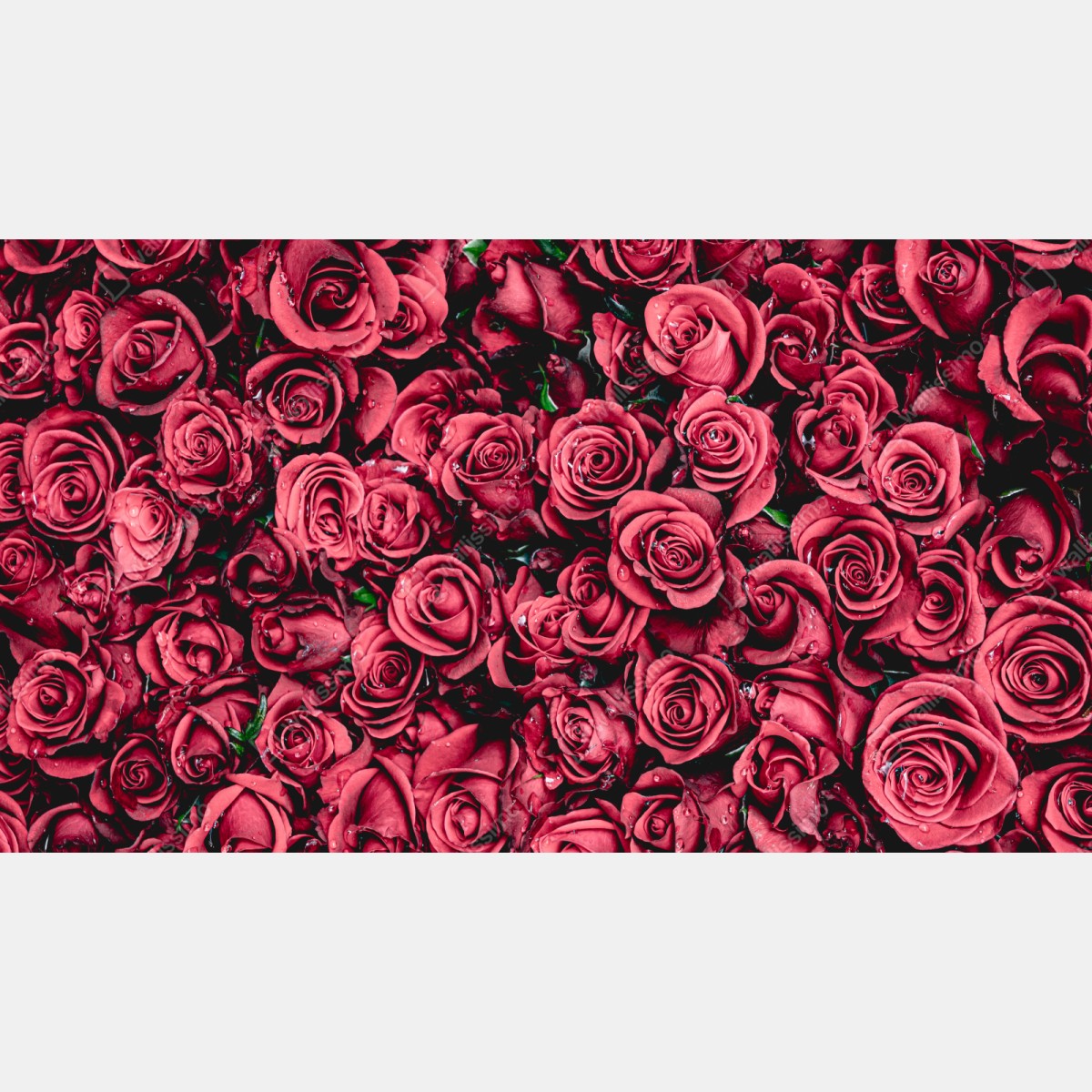 Repositionierbarer Aufkleber pralle rote rosen wandbild – Wallnifity® Repositionierbarer Aufkleber pralle rote rosen wandbild – Wallnifity®