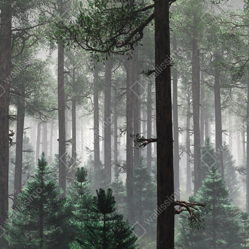 Repositionierbarer Aufkleber nebliger immergrüner wald – Wallnifity® Repositionierbarer Aufkleber nebliger immergrüner wald – Wallnifity®