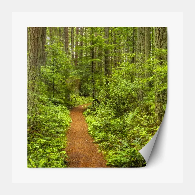 Repositionierbarer Aufkleber friedlicher waldpfad