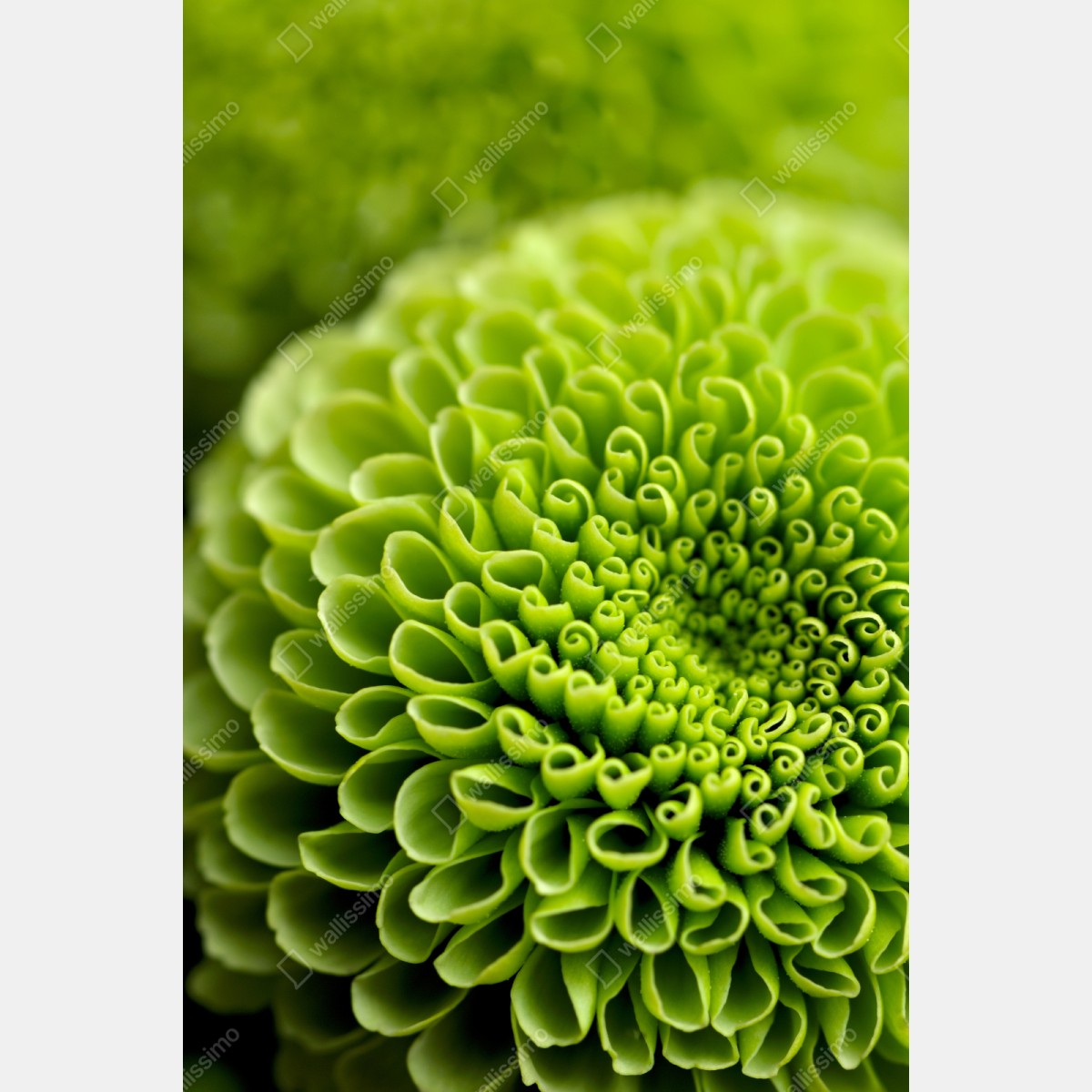 Schrankaufkleber leuchtende grüne blumenspirale im makro – Wallnifity® Schrankaufkleber leuchtende grüne blumenspirale im makro – Wallnifity®