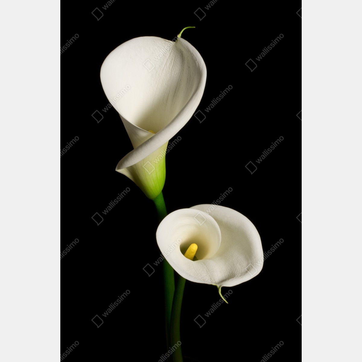 Schrankaufkleber weiße calla vor schwarzem hintergrund – Wallnifity®