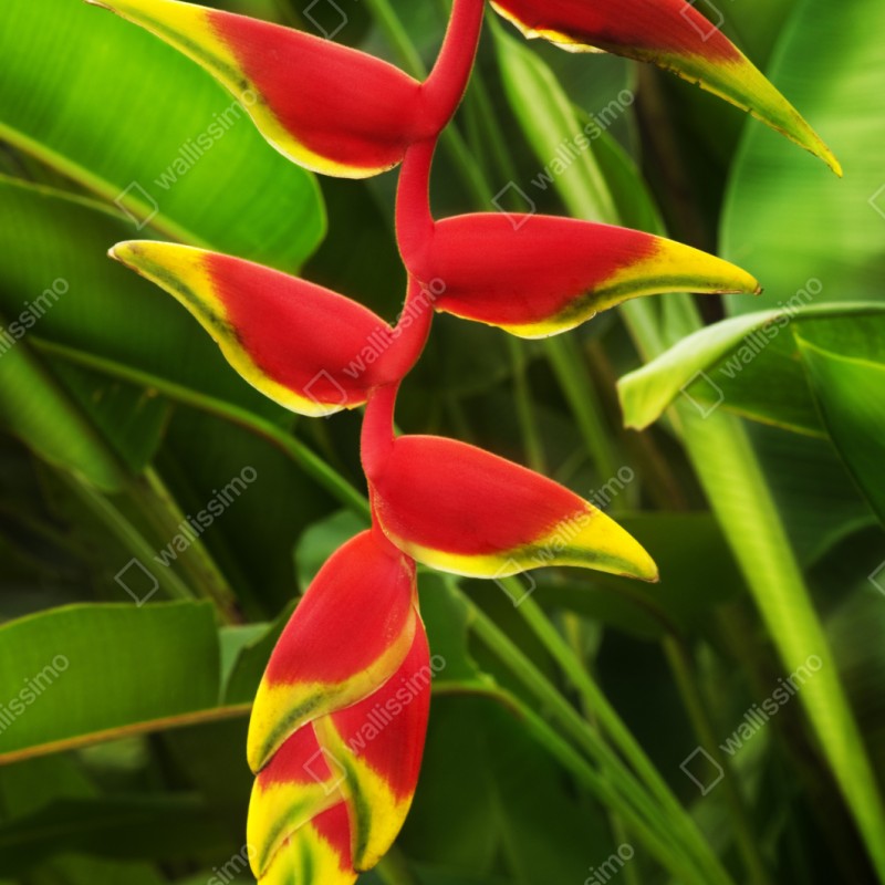 Schrankaufkleber leuchtende heliconia im tropischen laub – Wallnifity® Schrankaufkleber leuchtende heliconia im tropischen laub – Wallnifity®