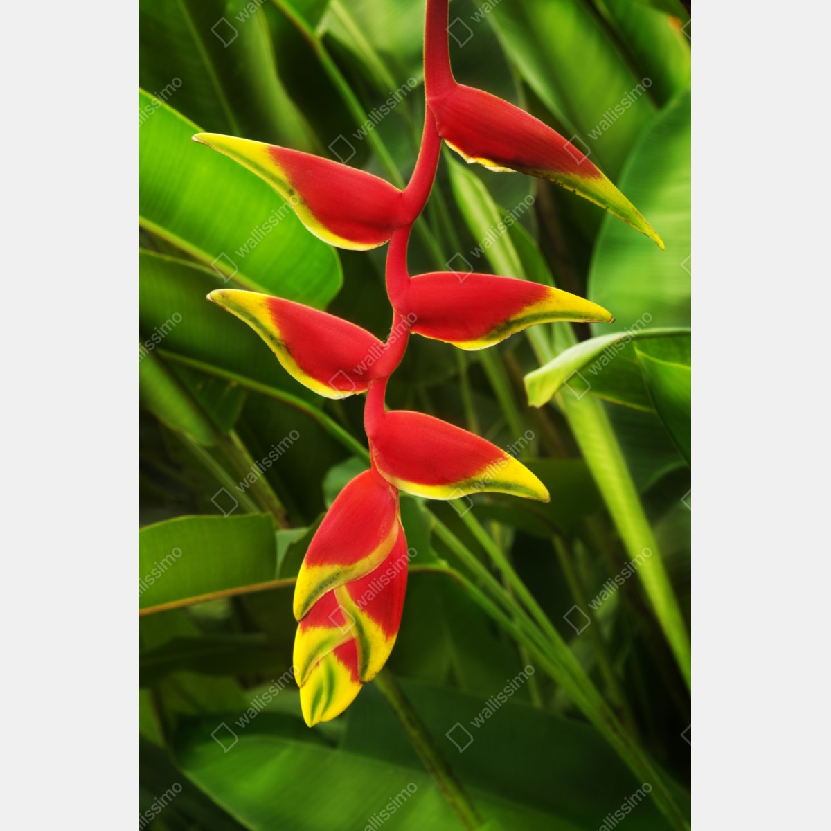 Schrankaufkleber leuchtende heliconia im tropischen laub – Wallnifity® Schrankaufkleber leuchtende heliconia im tropischen laub – Wallnifity®
