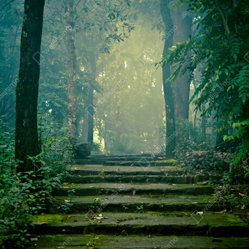 Schrankaufkleber moosbedeckte steintreppe in den nebligen wald – Wallnifity® Schrankaufkleber moosbedeckte steintreppe in den nebligen wald – Wallnifity®