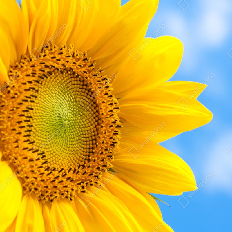Schrankaufkleber leuchtende sonnenblume vor blauem himmel – Wallnifity® Schrankaufkleber leuchtende sonnenblume vor blauem himmel – Wallnifity®