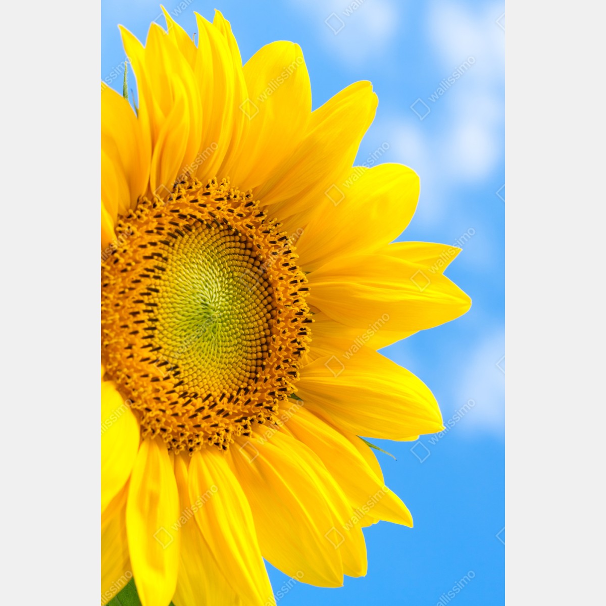 Schrankaufkleber leuchtende sonnenblume vor blauem himmel – Wallnifity® Schrankaufkleber leuchtende sonnenblume vor blauem himmel – Wallnifity®