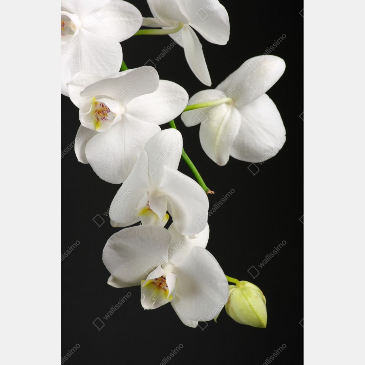 Schrankaufkleber weißer orchideenzweig vor schwarzem hintergrund – Wallnifity®