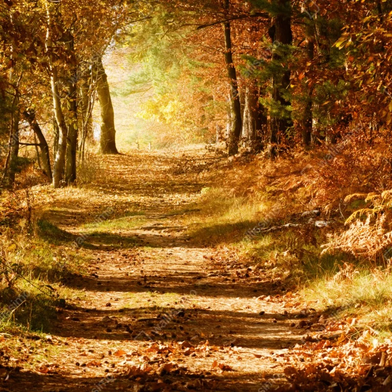 Schrankaufkleber herbstlicher waldweg mit goldenem licht – Wallnifity® Schrankaufkleber herbstlicher waldweg mit goldenem licht – Wallnifity®