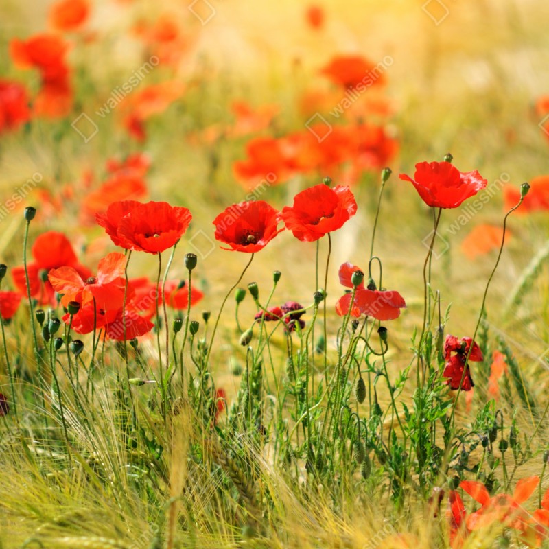 Schrankaufkleber rote mohnwiese im sonnenlicht – Wallnifity® Schrankaufkleber rote mohnwiese im sonnenlicht – Wallnifity®