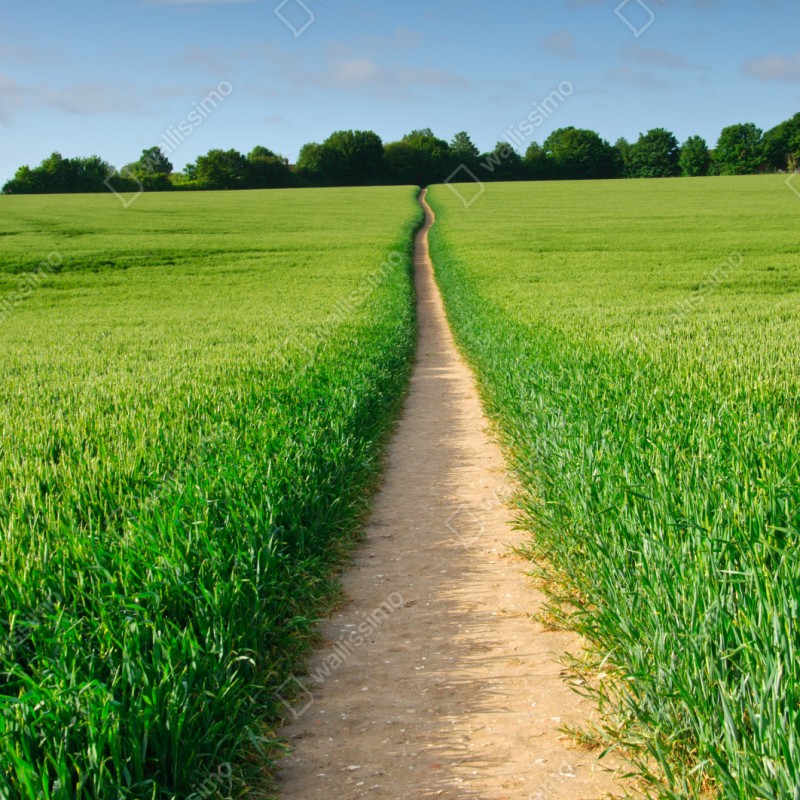 Schrankaufkleber sonnenbeschienener weg durch grüne wiese – Wallnifity® Schrankaufkleber sonnenbeschienener weg durch grüne wiese – Wallnifity®