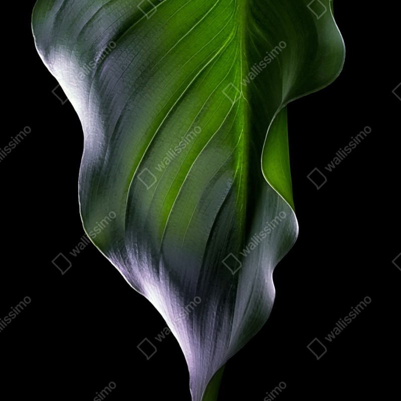 Schrankaufkleber elegantes grünes blatt auf schwarzem hintergrund – Wallnifity® Schrankaufkleber elegantes grünes blatt auf schwarzem hintergrund – Wallnifity®