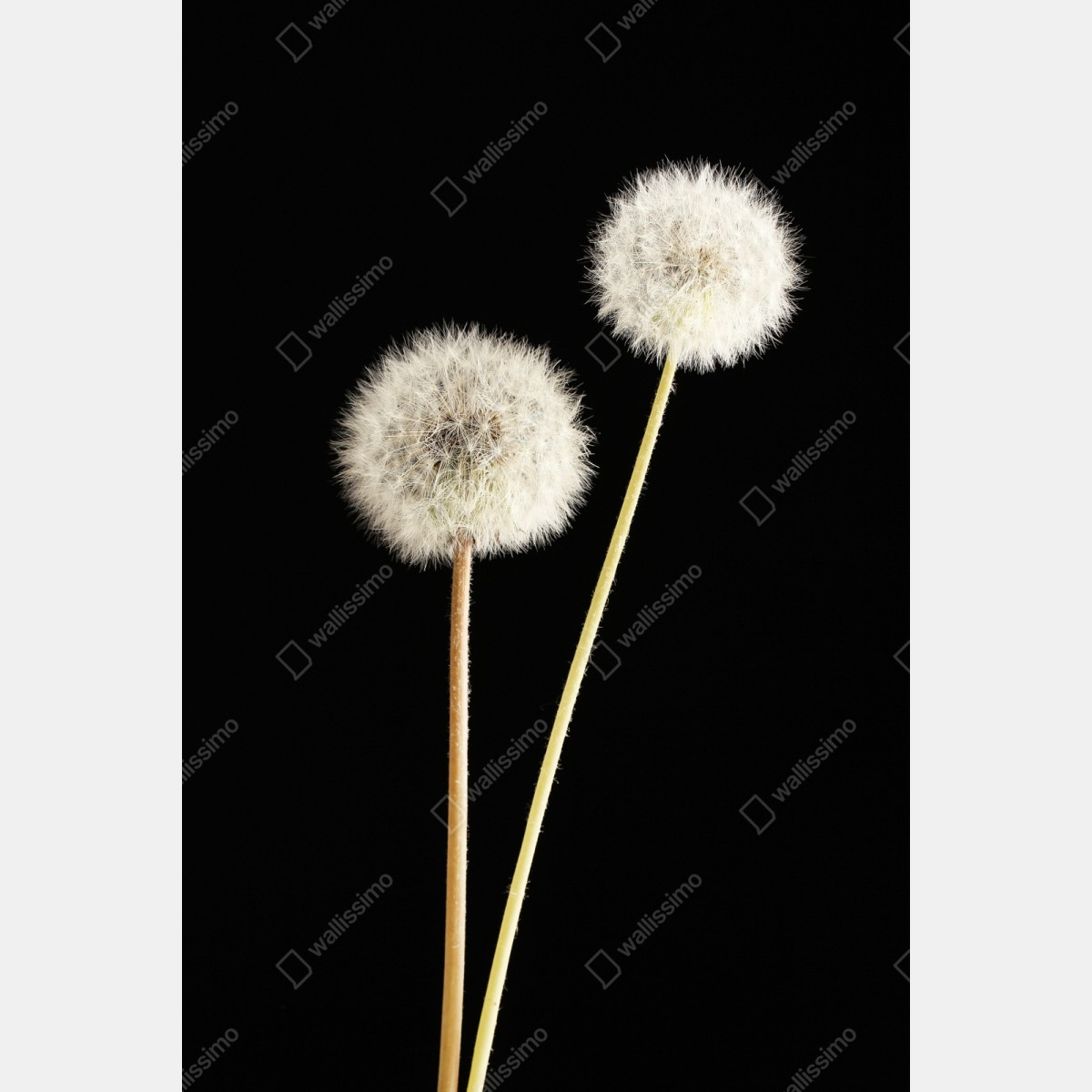 Schrankaufkleber zarte löwenzahnsamen auf schwarzem hintergrund – Wallnifity® Schrankaufkleber zarte löwenzahnsamen auf schwarzem hintergrund – Wallnifity®