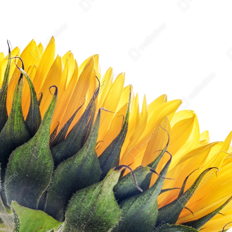 Schrankaufkleber sonnenblume in der ecke auf weißem hintergrund – Wallnifity® Schrankaufkleber sonnenblume in der ecke auf weißem hintergrund – Wallnifity®