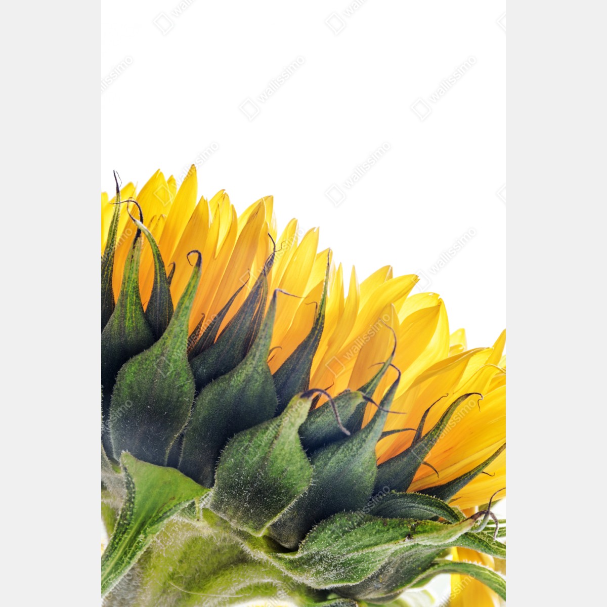 Schrankaufkleber sonnenblume in der ecke auf weißem hintergrund – Wallnifity® Schrankaufkleber sonnenblume in der ecke auf weißem hintergrund – Wallnifity®
