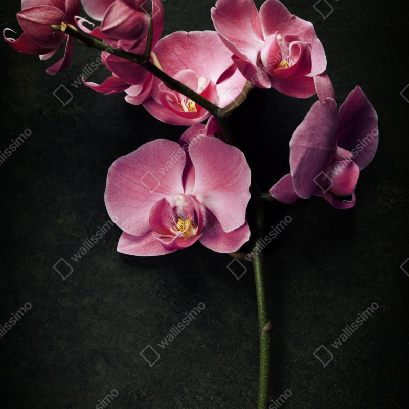 Schrankaufkleber rosa orchidee vor dunklem vintage-hintergrund – Wallnifity® Schrankaufkleber rosa orchidee vor dunklem vintage-hintergrund – Wallnifity®