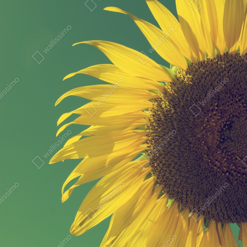 Schrankaufkleber strahlende sonnenblume vor vintage-himmel – Wallnifity® Schrankaufkleber strahlende sonnenblume vor vintage-himmel – Wallnifity®