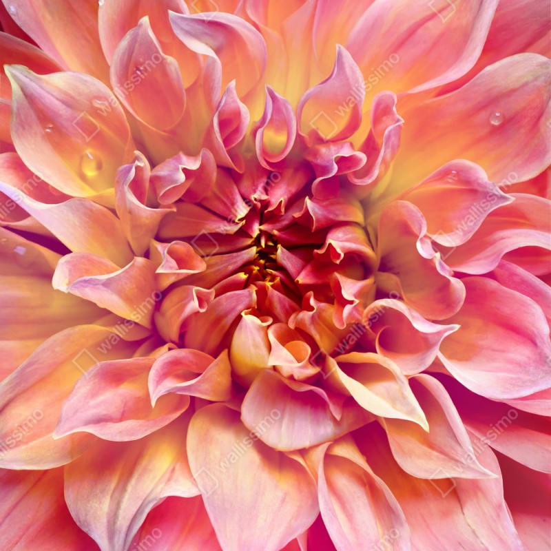 Schrankaufkleber rosa dahlie nahaufnahme – Wallnifity® Schrankaufkleber rosa dahlie nahaufnahme – Wallnifity®