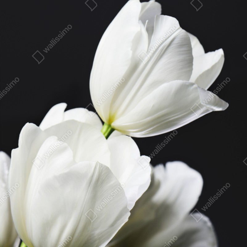 Schrankaufkleber weißer tulpenstrauß vor dunklem hintergrund – Wallnifity® Schrankaufkleber weißer tulpenstrauß vor dunklem hintergrund – Wallnifity®