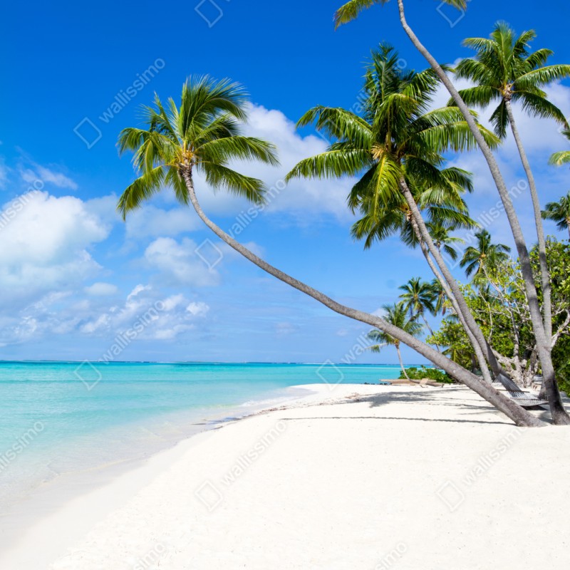 Schrankaufkleber tropischer palmenstrand – Wallnifity® Schrankaufkleber tropischer palmenstrand – Wallnifity®