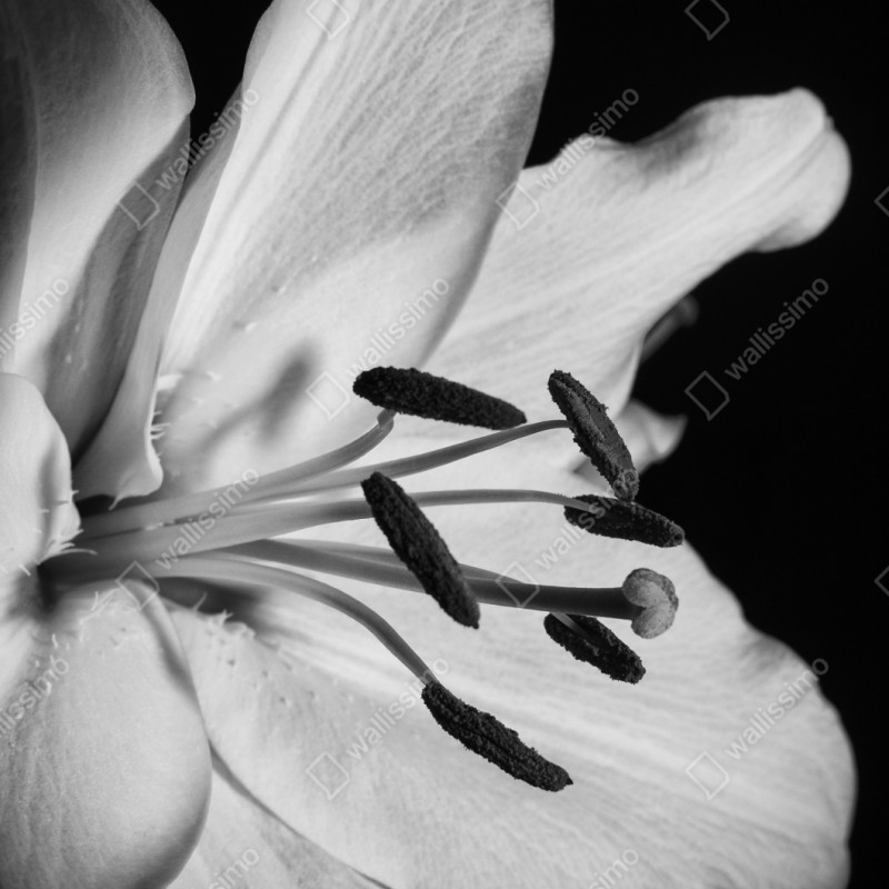 Schrankaufkleber monochrome lilie nahaufnahme – Wallnifity® Schrankaufkleber monochrome lilie nahaufnahme – Wallnifity®