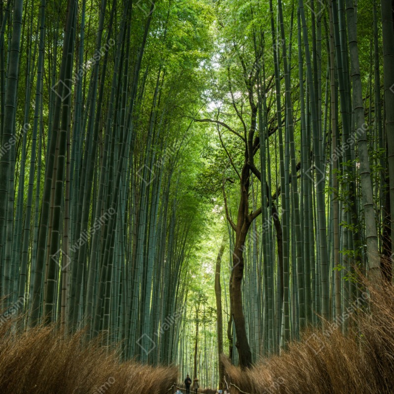 Schrankaufkleber ruhiger bambushainpfad – Wallnifity® Schrankaufkleber ruhiger bambushainpfad – Wallnifity®