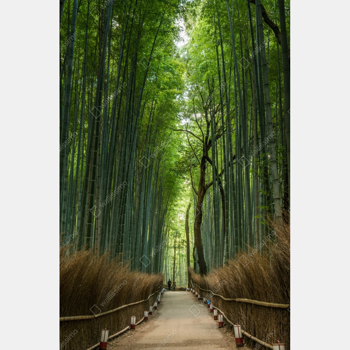 Schrankaufkleber ruhiger bambushainpfad – Wallnifity® Schrankaufkleber ruhiger bambushainpfad – Wallnifity®