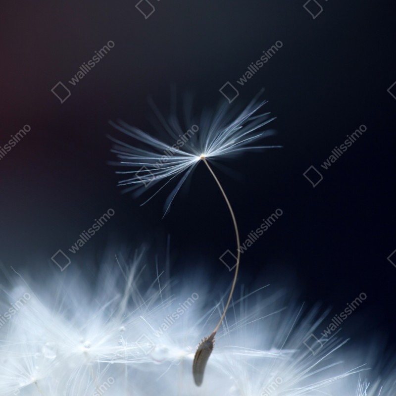 Schrankaufkleber zarte makroaufnahme eines löwenzahnsamens – Wallnifity® Schrankaufkleber zarte makroaufnahme eines löwenzahnsamens – Wallnifity®