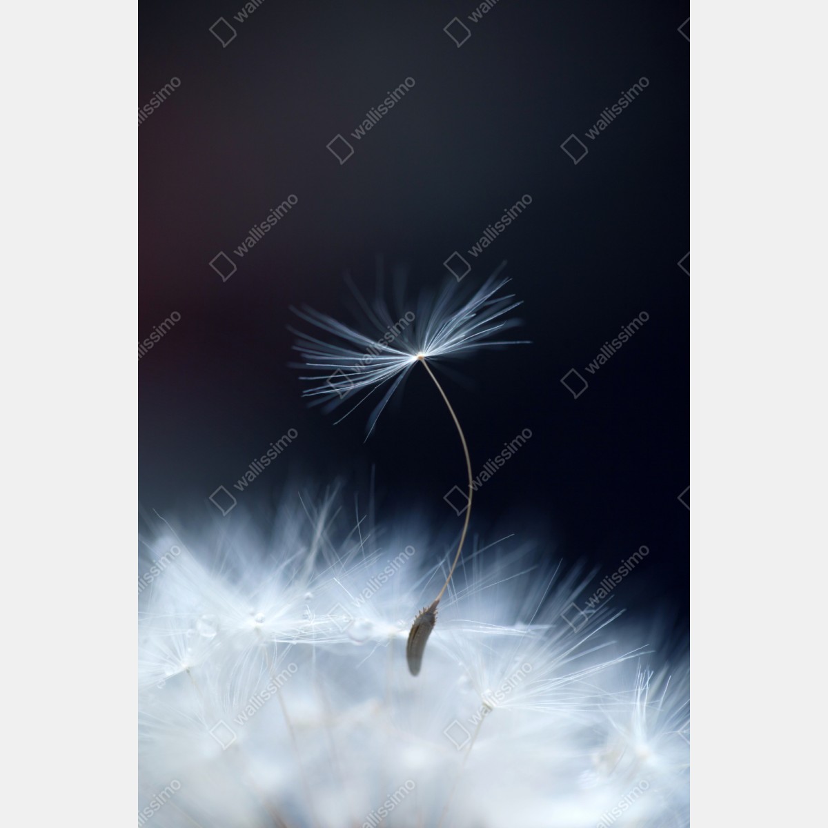 Schrankaufkleber zarte makroaufnahme eines löwenzahnsamens – Wallnifity® Schrankaufkleber zarte makroaufnahme eines löwenzahnsamens – Wallnifity®