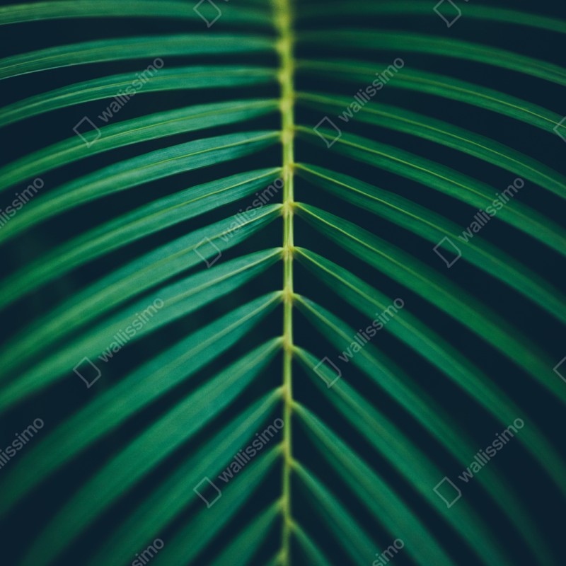 Schrankaufkleber vertikales palmenblatt nahaufnahme – Wallnifity® Schrankaufkleber vertikales palmenblatt nahaufnahme – Wallnifity®
