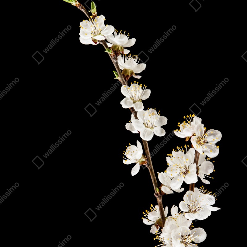 Schrankaufkleber zarter zweig mit aprikosenblüten auf schwarzem hintergrund – Wallnifity® Schrankaufkleber zarter zweig mit aprikosenblüten auf schwarzem hintergrund – Wallnifity®