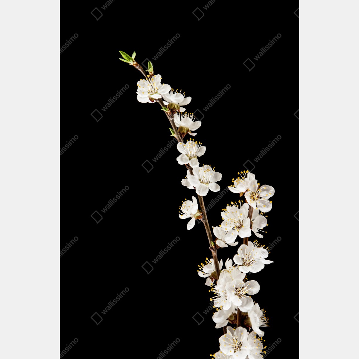 Schrankaufkleber zarter zweig mit aprikosenblüten auf schwarzem hintergrund – Wallnifity® Schrankaufkleber zarter zweig mit aprikosenblüten auf schwarzem hintergrund – Wallnifity®